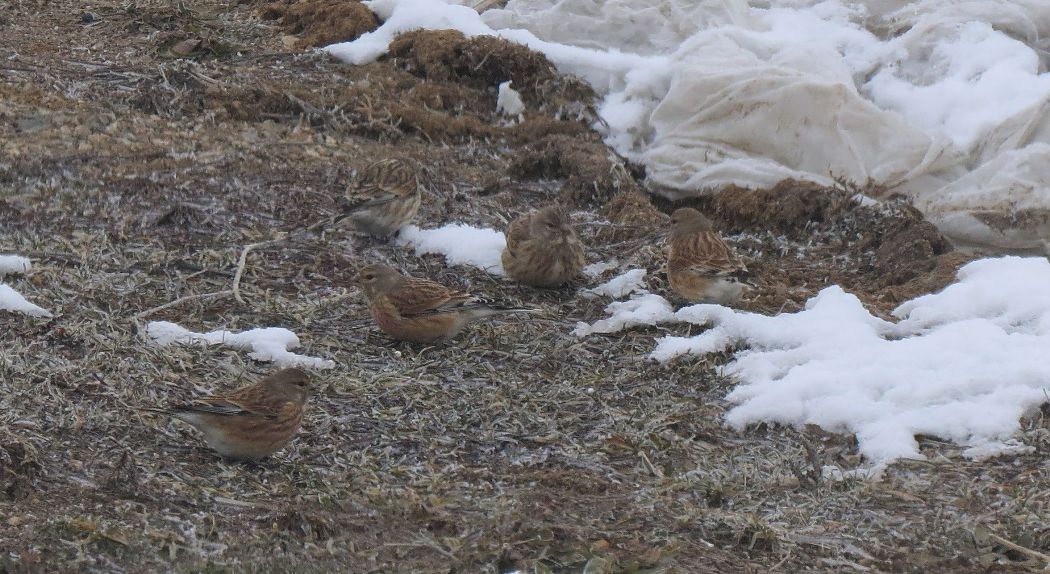 Common Linnet