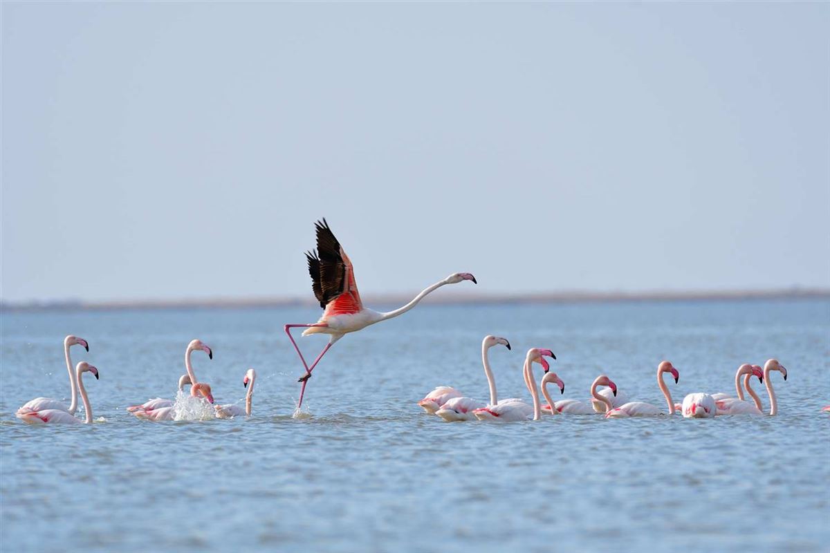 Flamingo