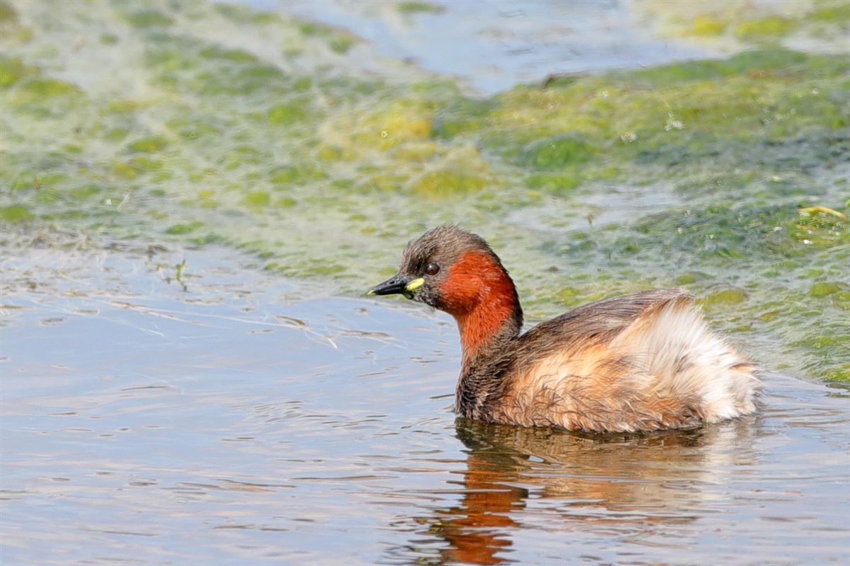 Little Grebe