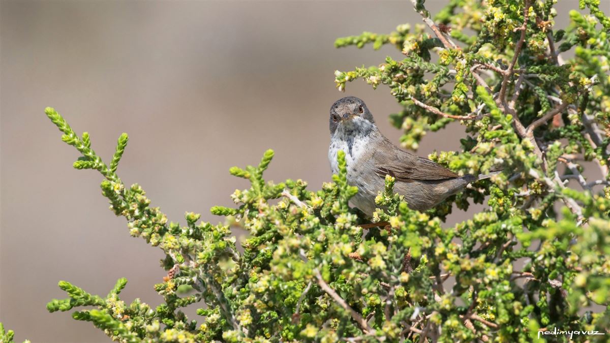 Kıbrıs Ötleğeni