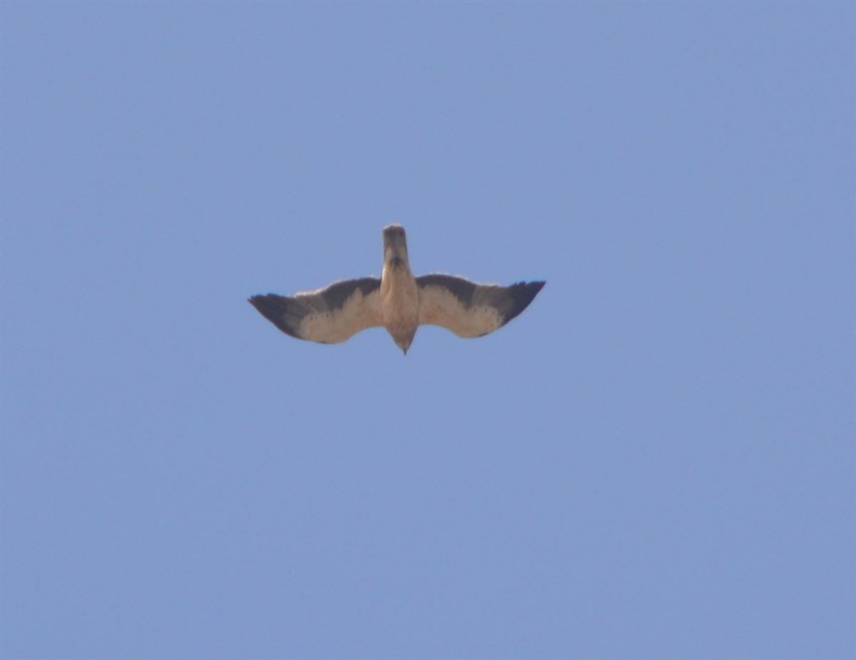 Küçük kartal
