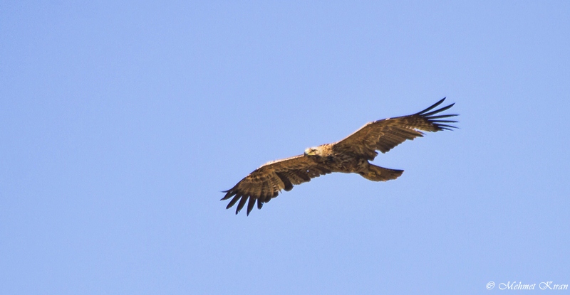 Şah Kartal