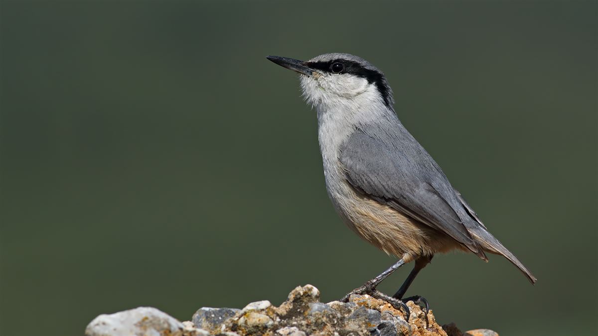 Western Rock Nuthatch