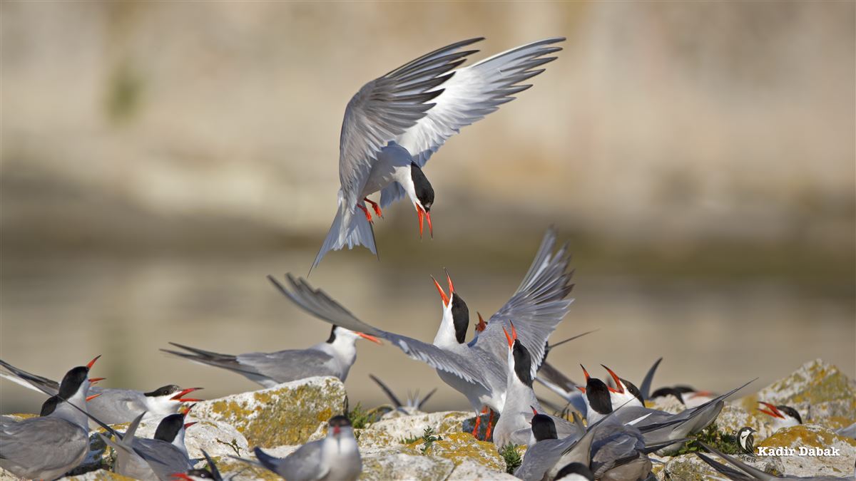 Common Tern