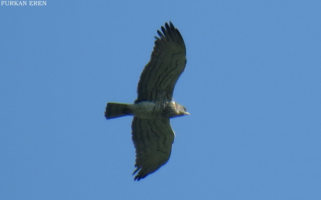 Short-toed Snake Eagle