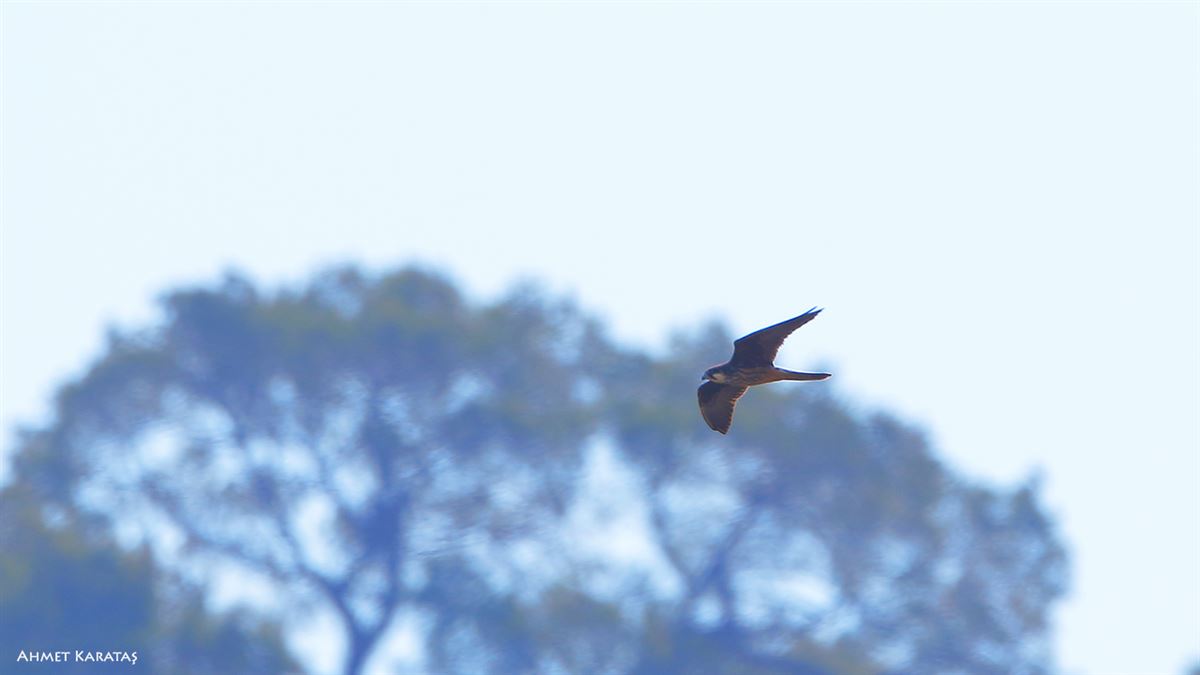 Eleonora`s Falcon