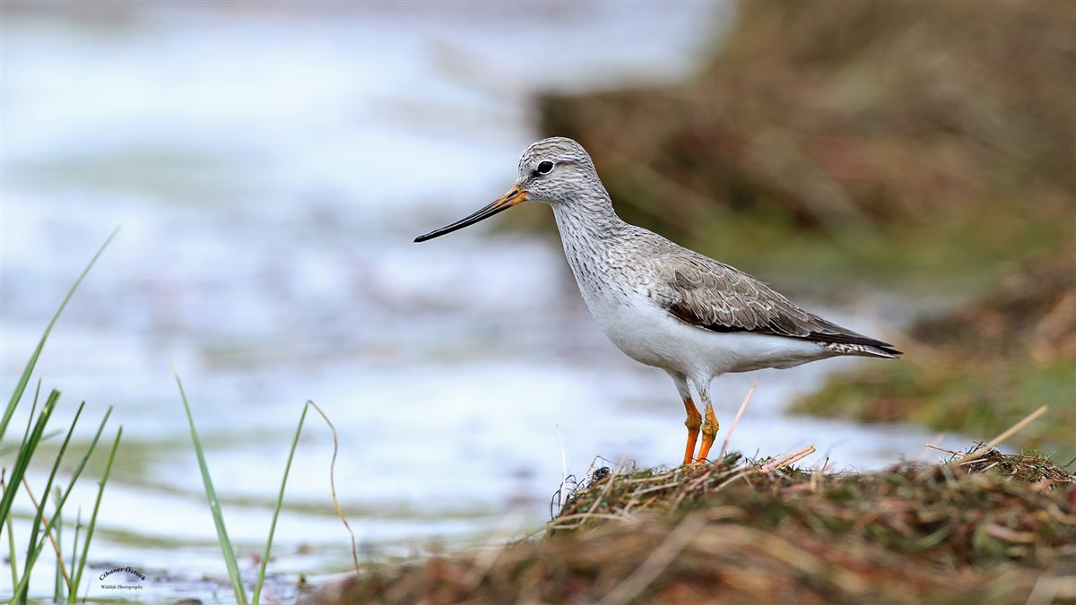 Terek Sandpiper