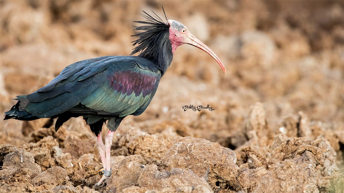 Northern Bald Ibis