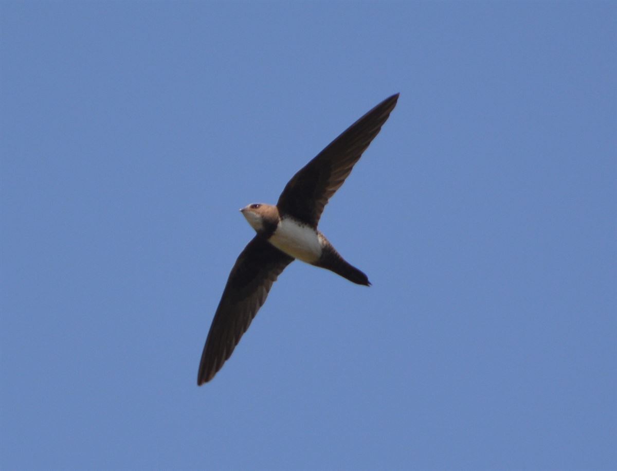 Alpine Swift