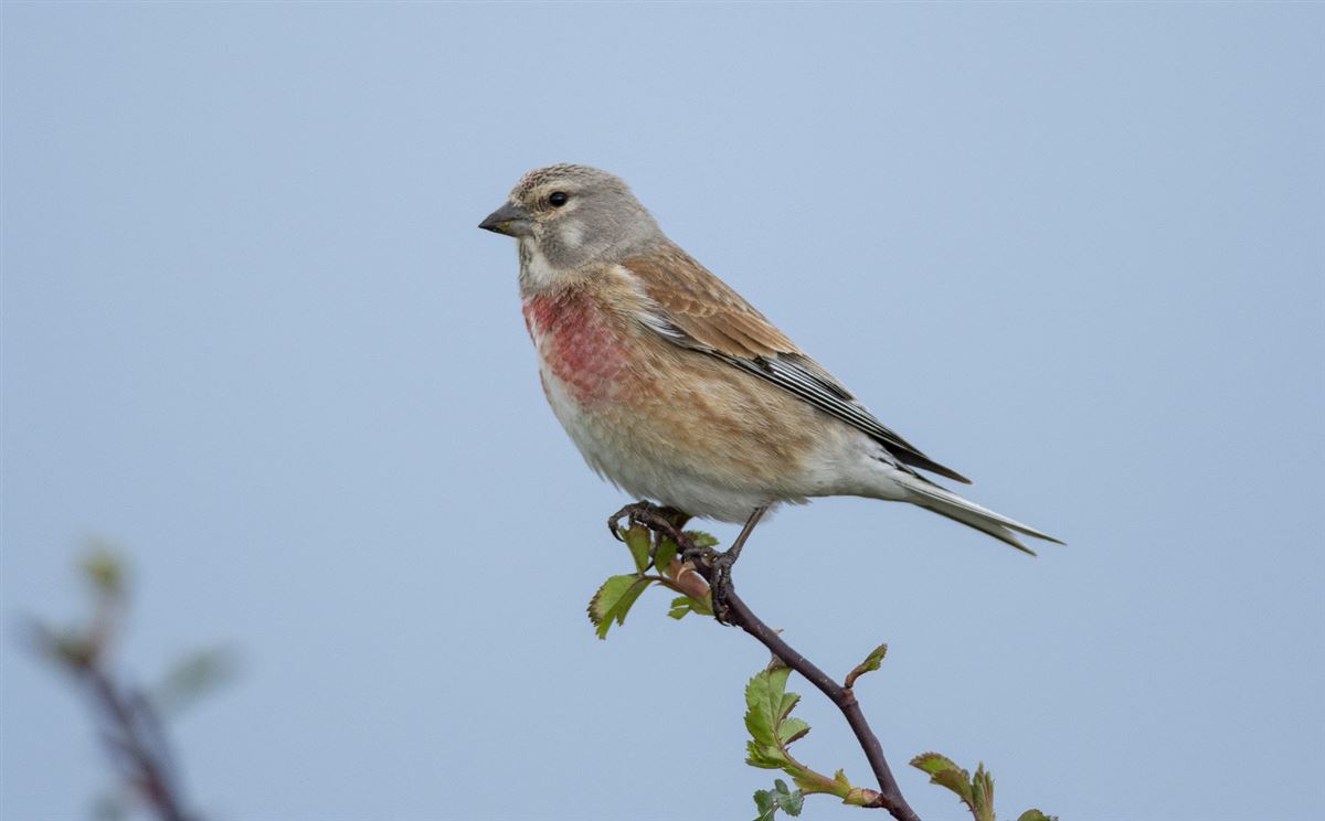Common Linnet