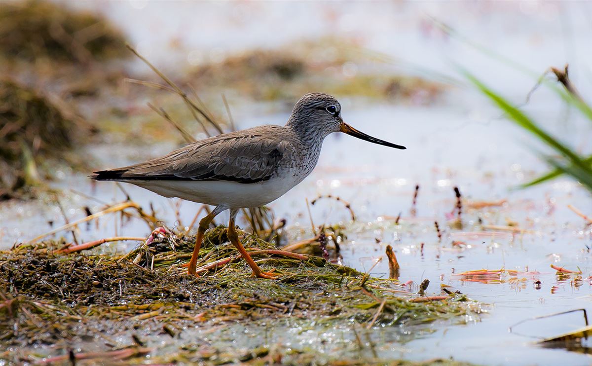 Terek Sandpiper