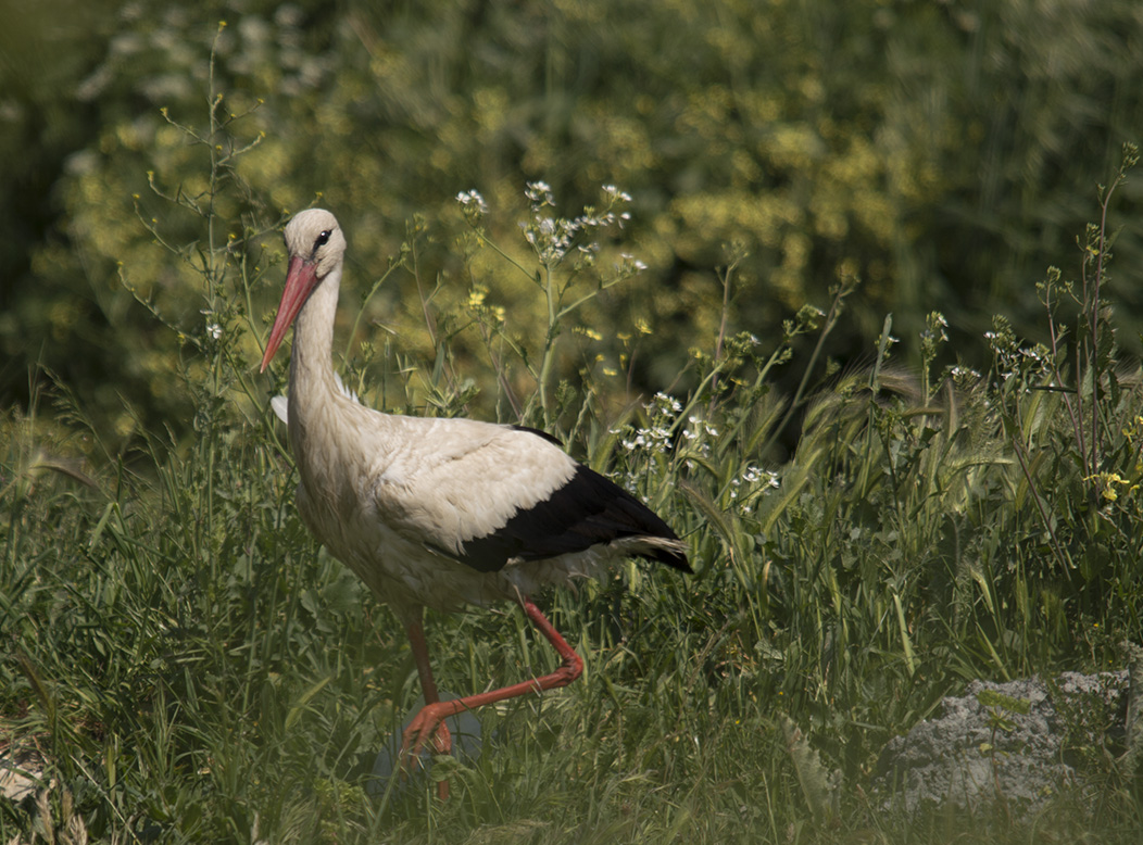 White Stork
