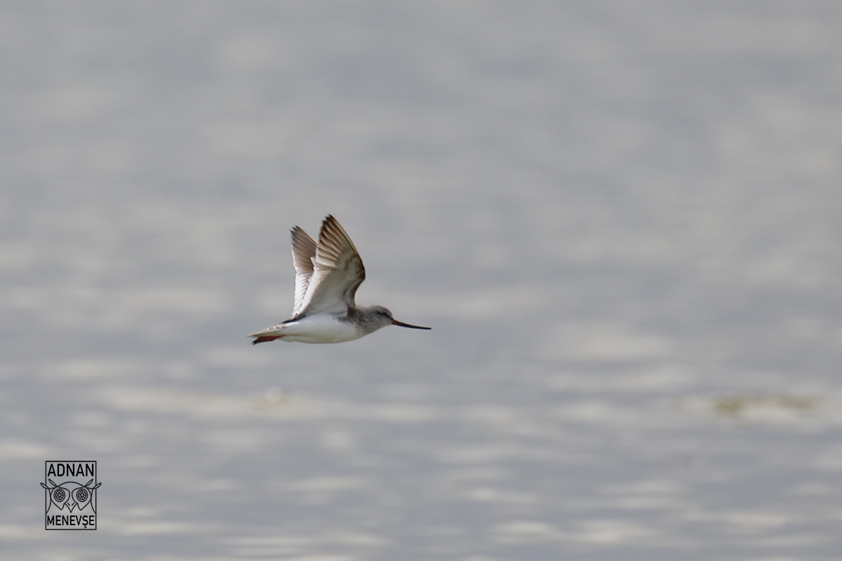 Terek Sandpiper