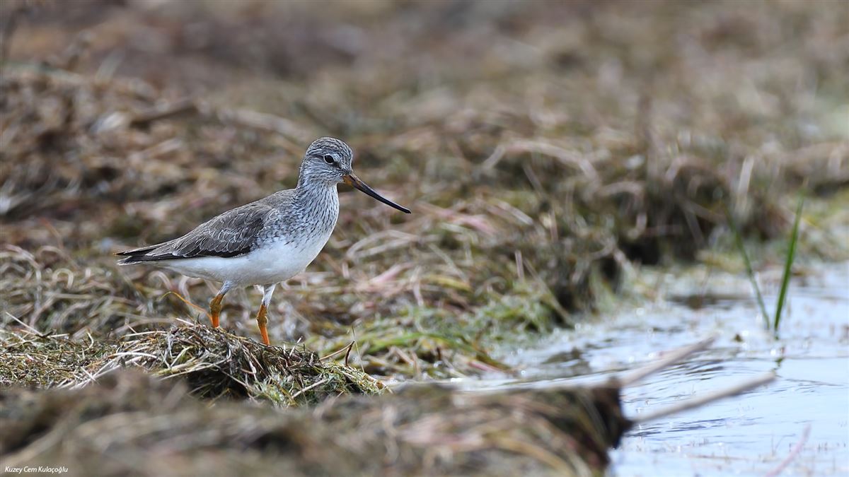 Terek Sandpiper