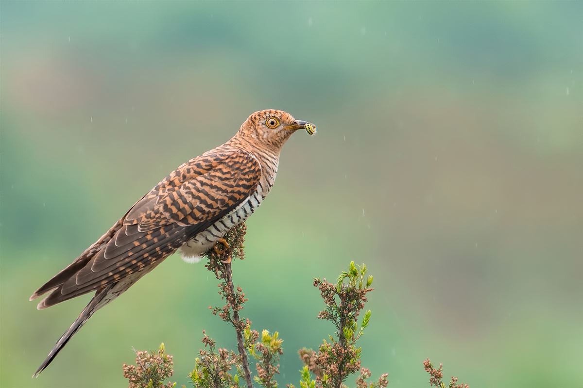 Common Cuckoo