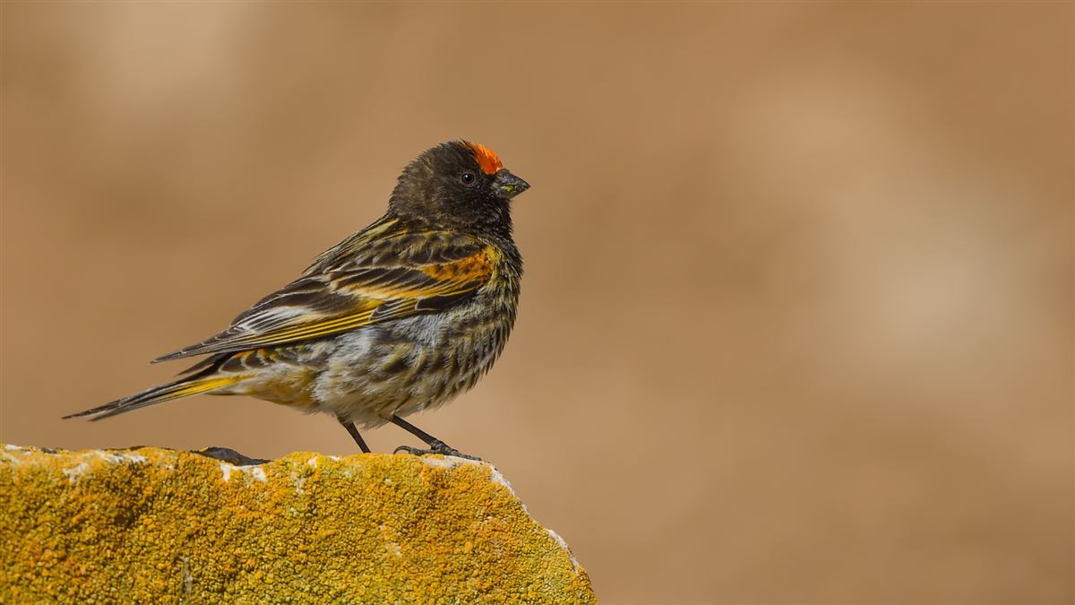 Red-fronted Serin