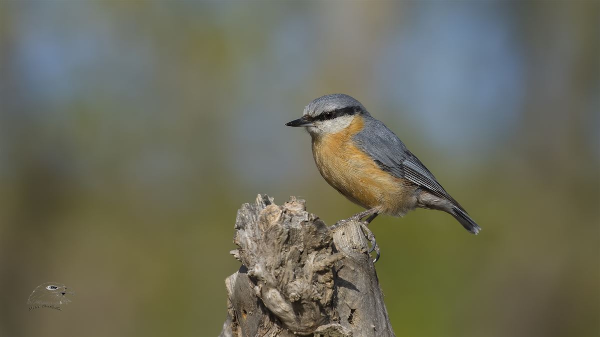 Eurasian Nuthatch