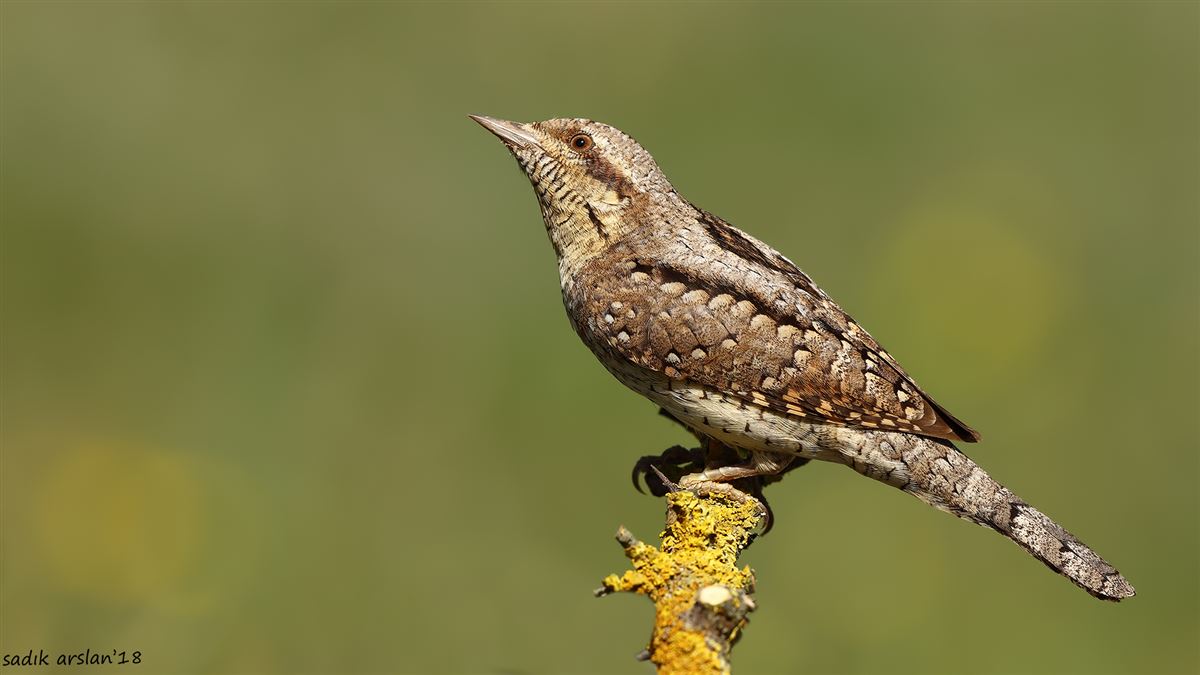 Eurasian Wryneck