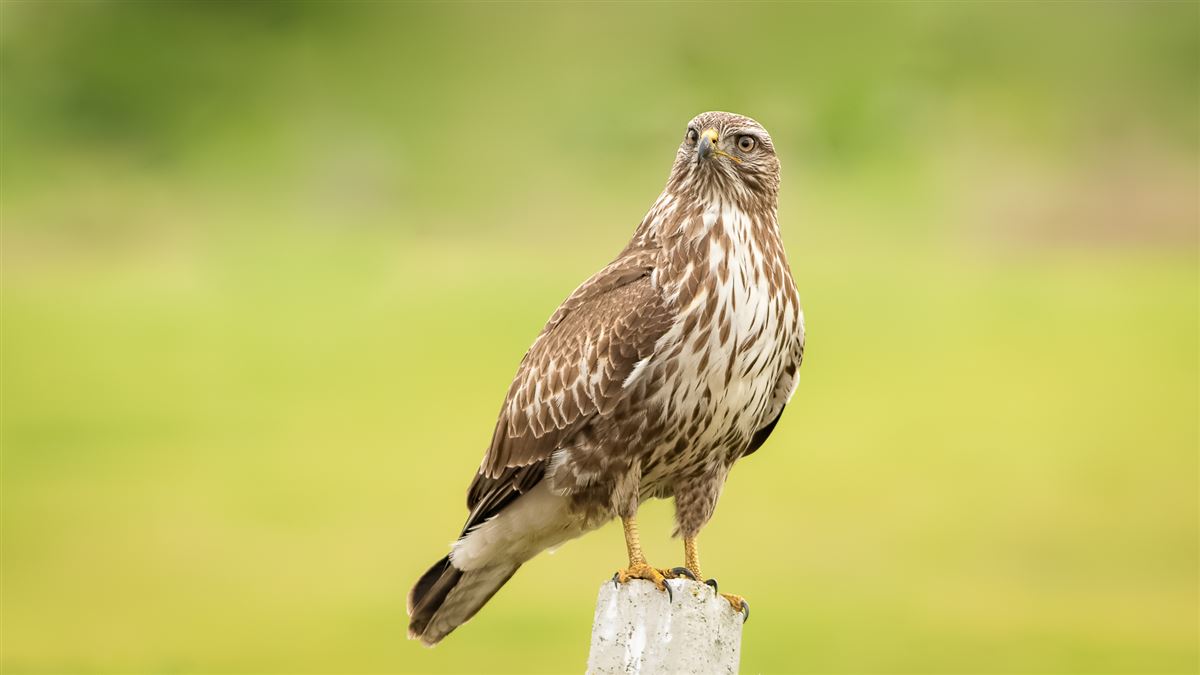 Common Buzzard