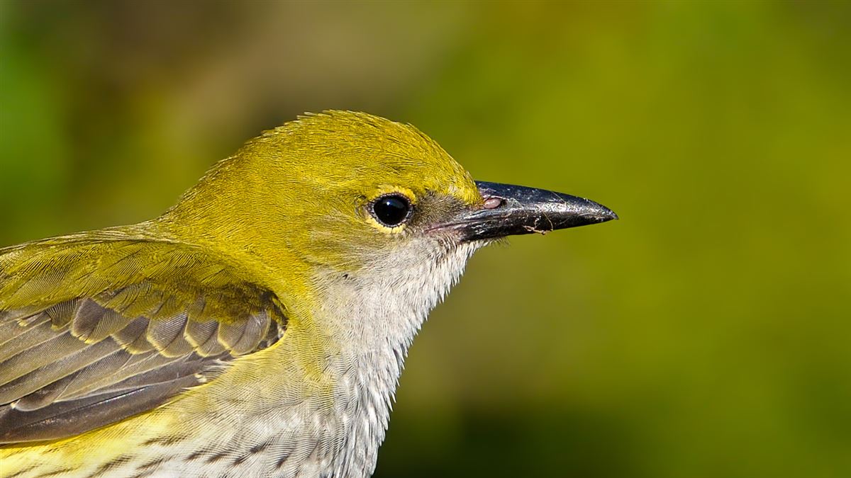 Eurasian Golden Oriole