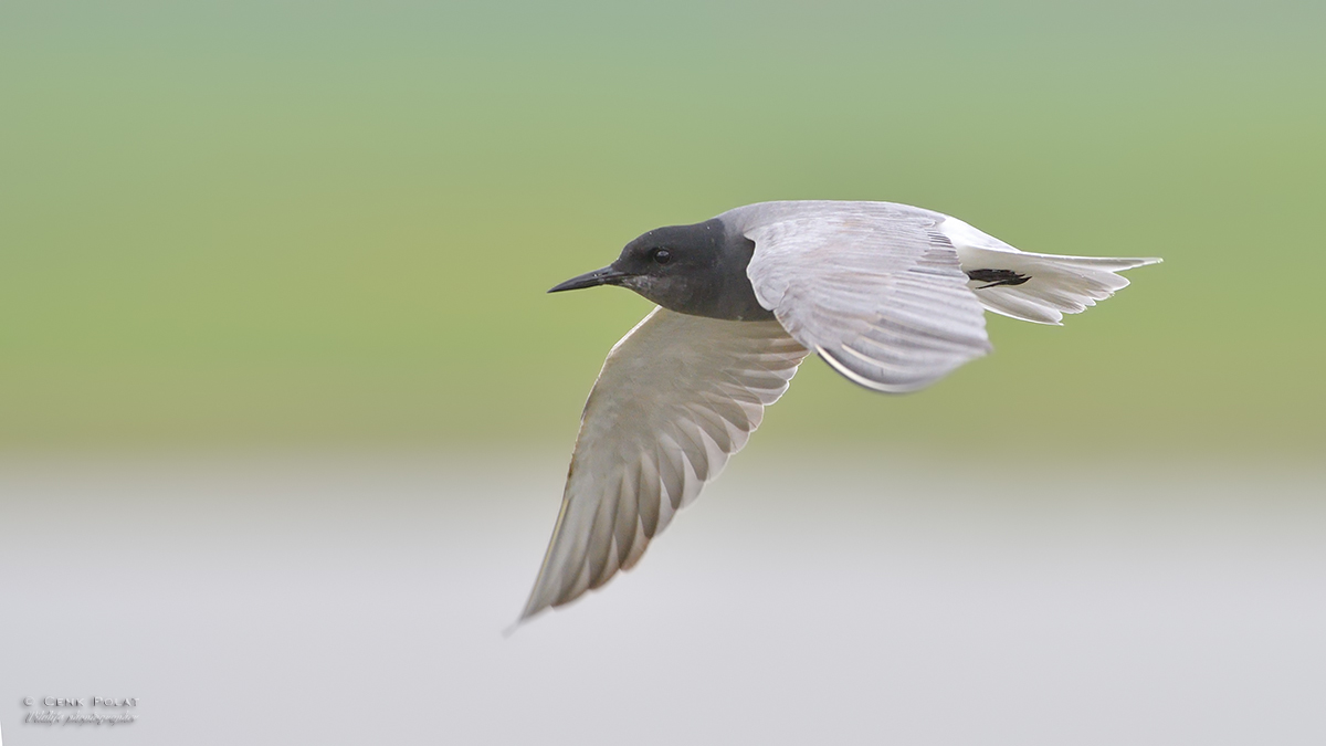 Black Tern