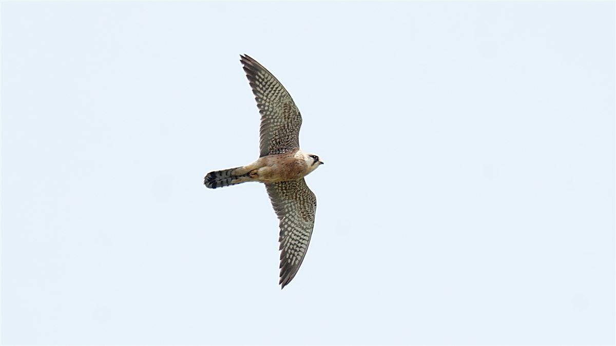 Red-footed Falcon