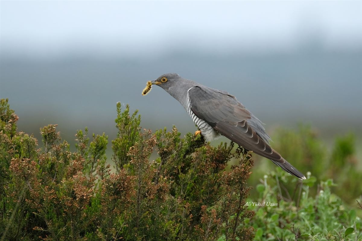 Common Cuckoo