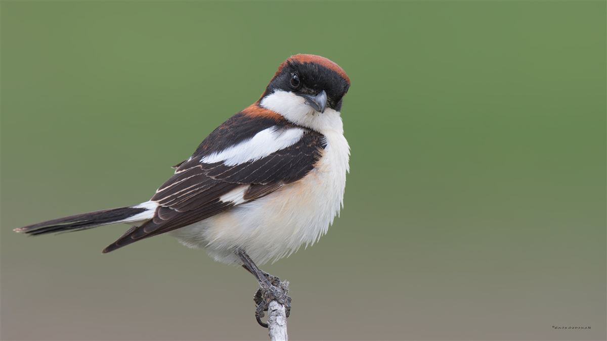 Woodchat Shrike