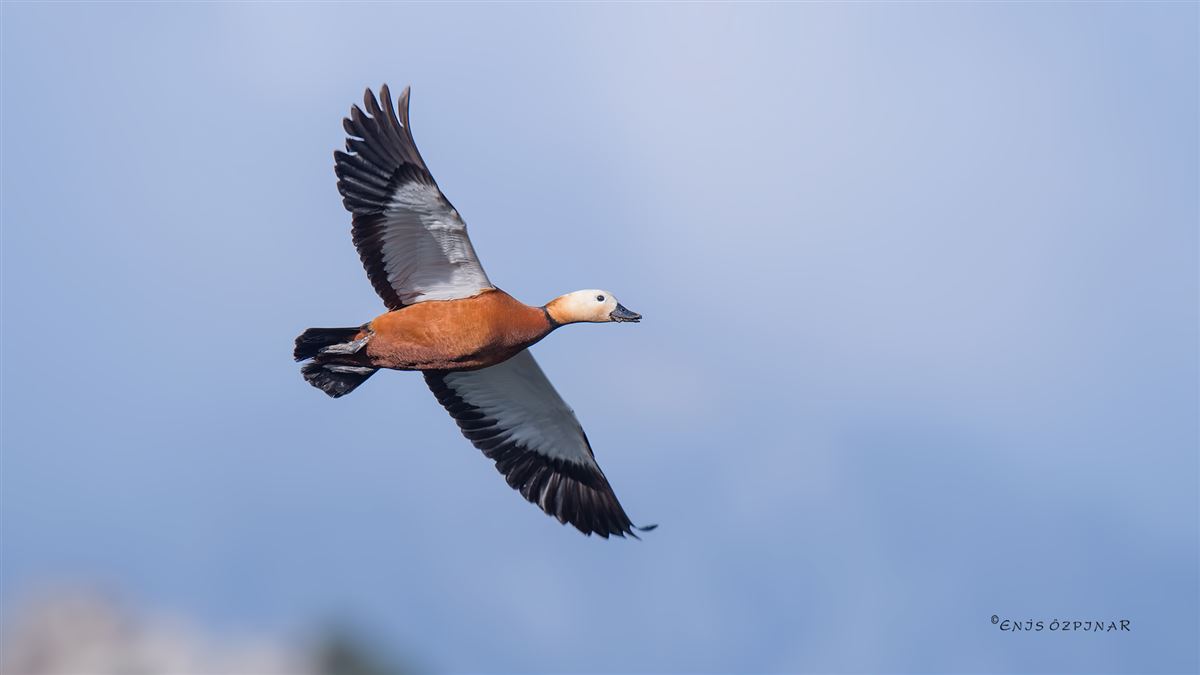 Ruddy Shelduck