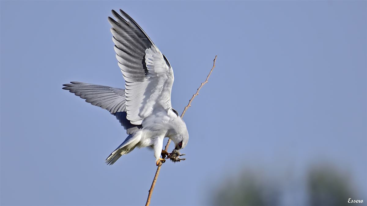 Black-winged Kite
