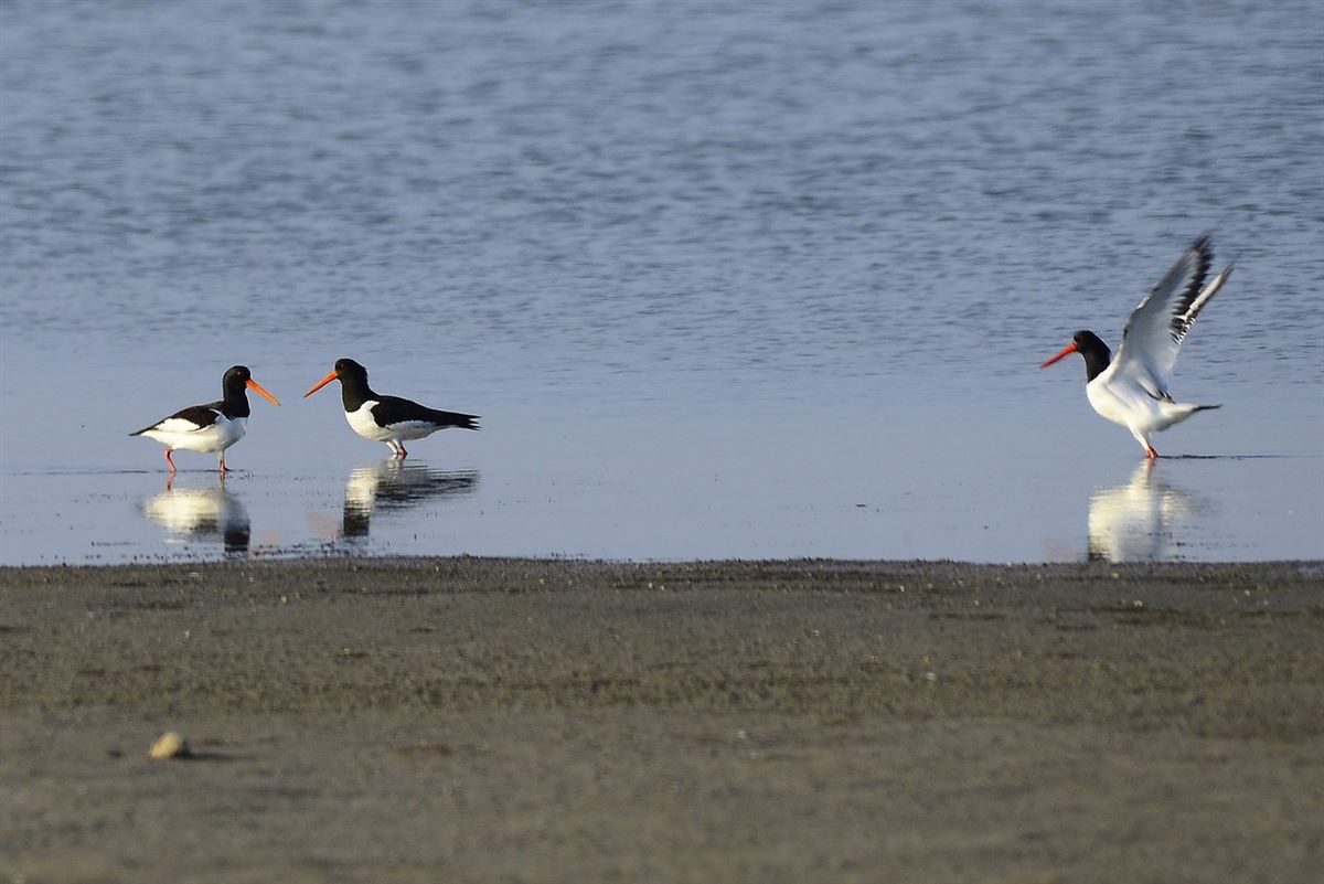 Eurasian Oystercatcher