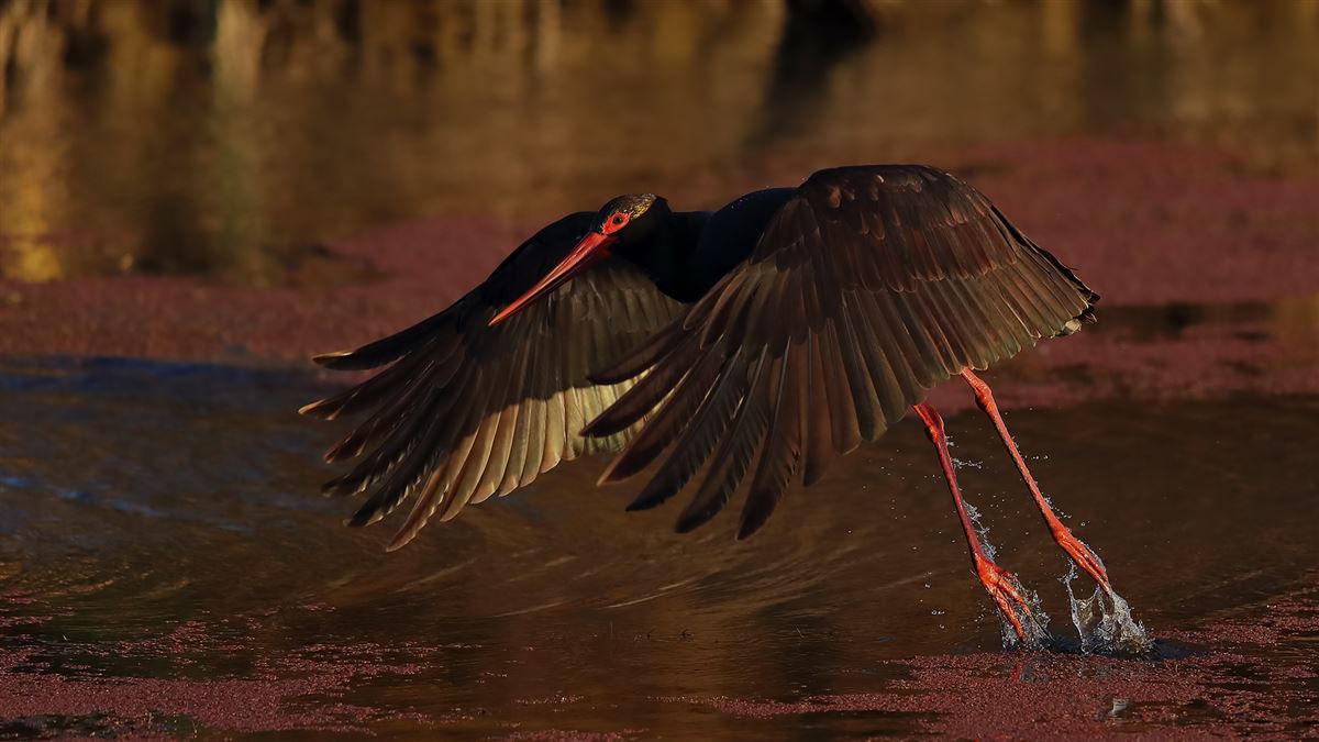 Black Stork
