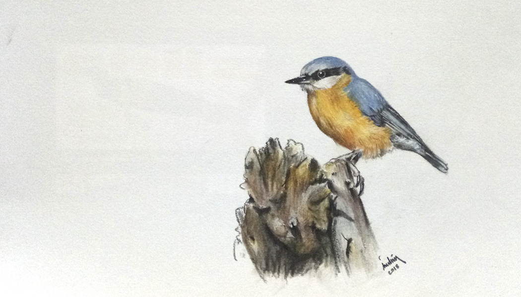 Eurasian Nuthatch
