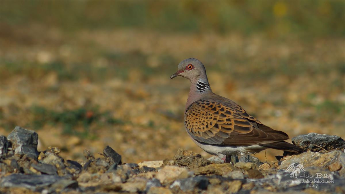 European Turtle Dove