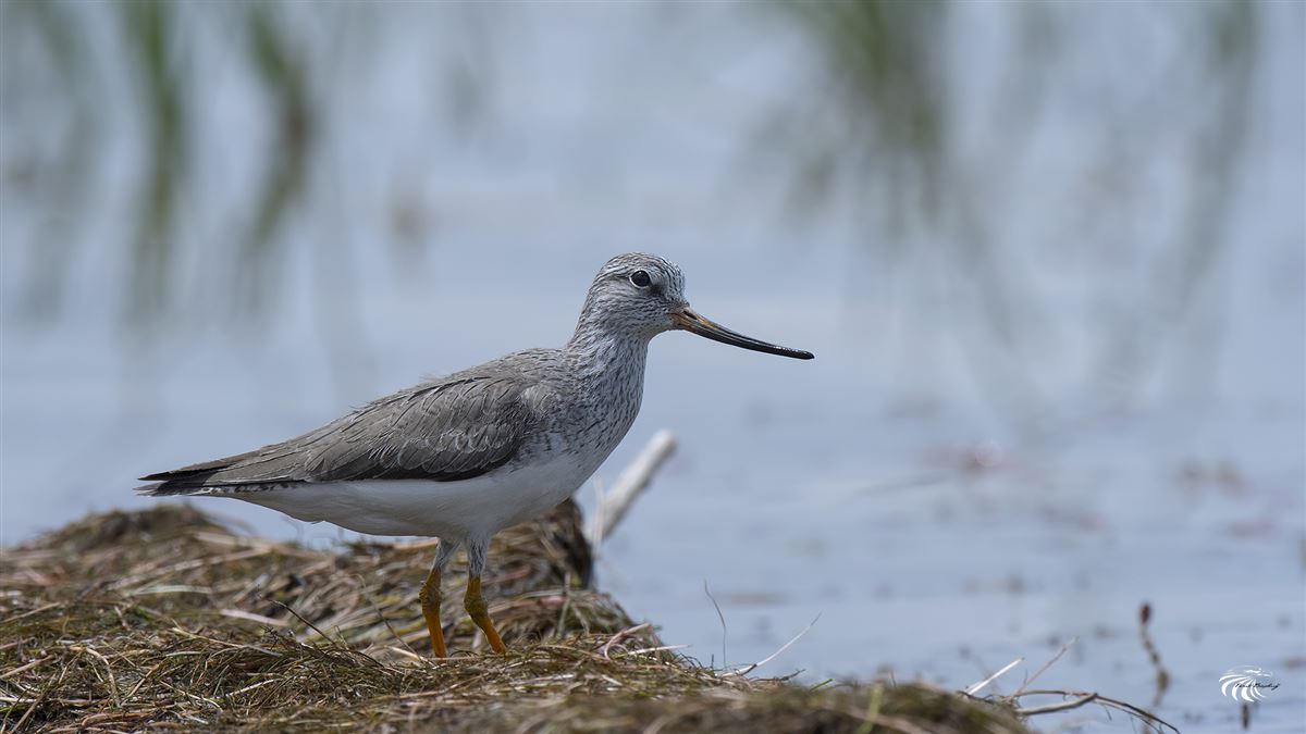 Terek Sandpiper