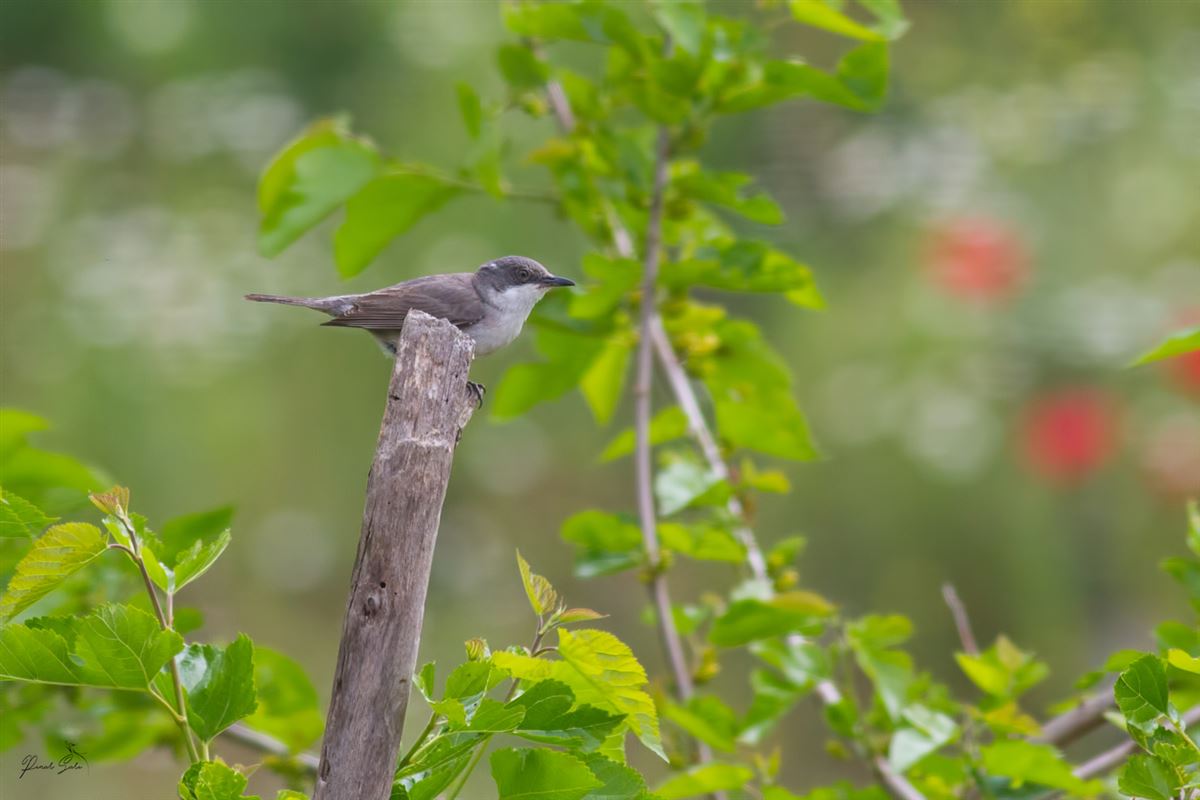 Eastern Orphean Warbler