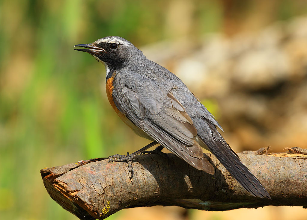 White-throated Robin