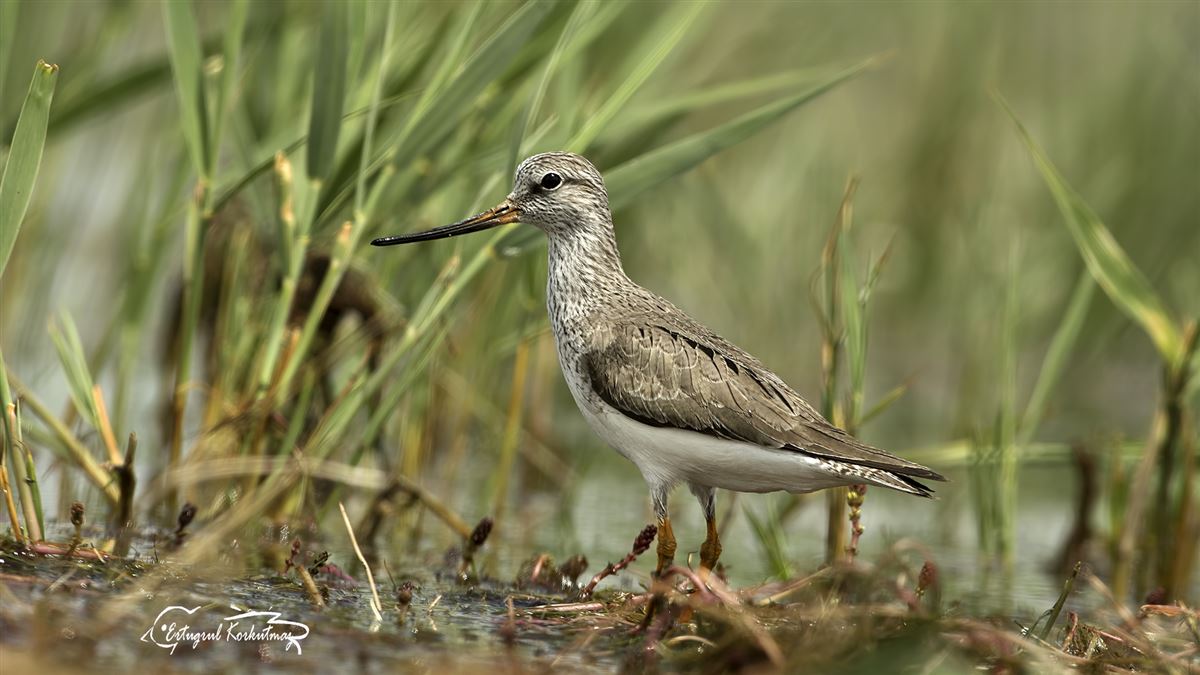 Terek Sandpiper