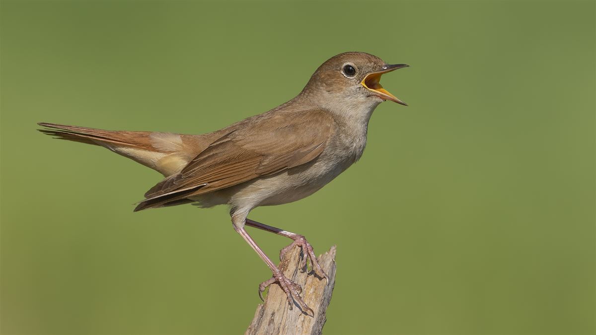 Common Nightingale