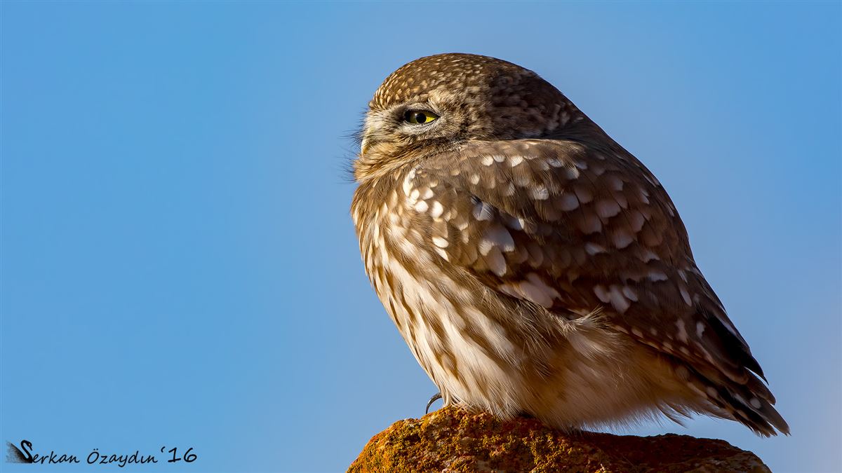 Little Owl