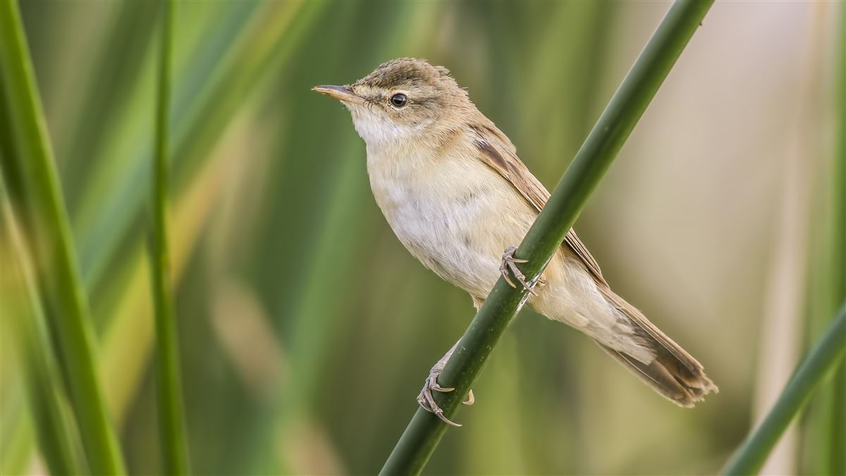 Paddyfield Warbler
