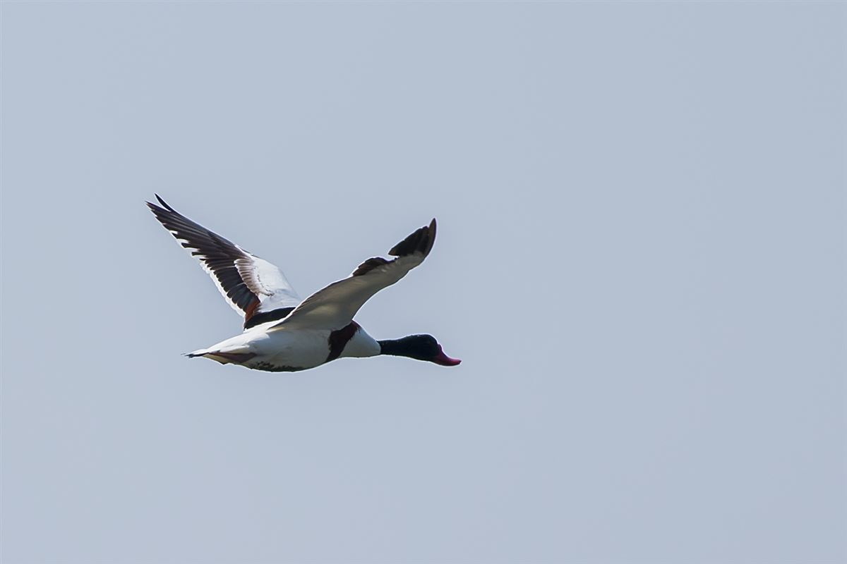 Common Shelduck