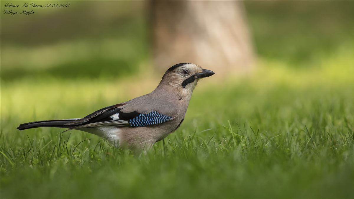 Eurasian Jay