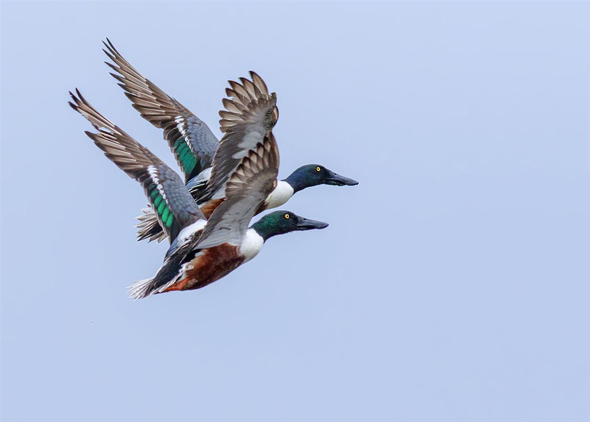 Northern Shoveler