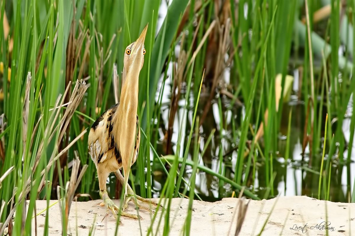 Little Bittern