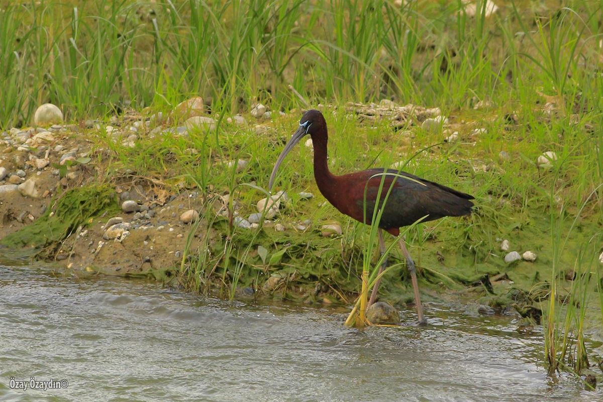 Glossy Ibis