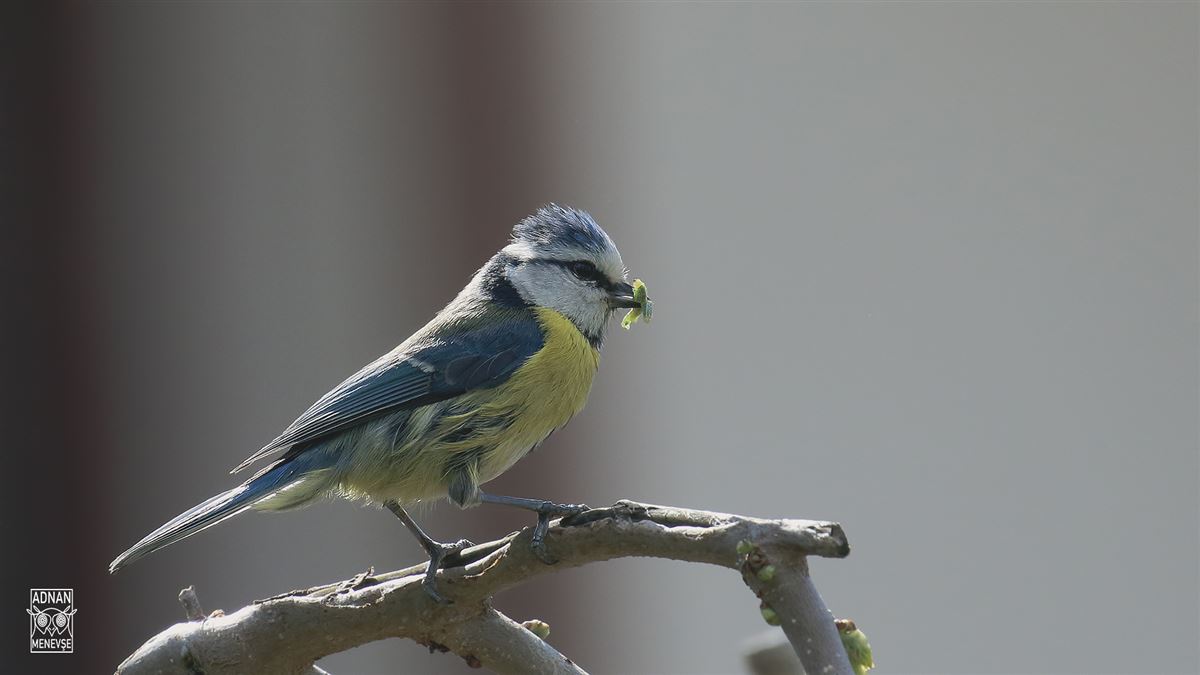 Eurasian Blue Tit