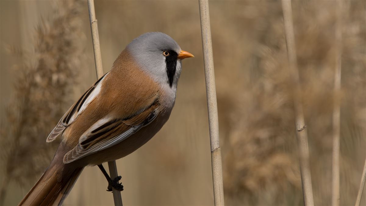Bearded Reedling