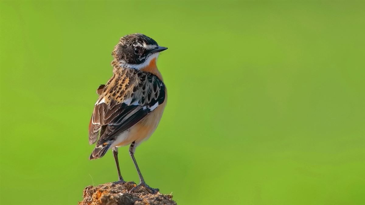 Whinchat