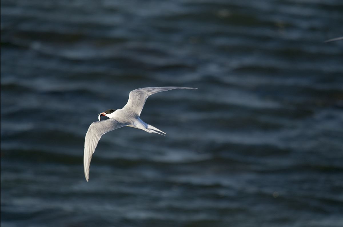 Common Tern